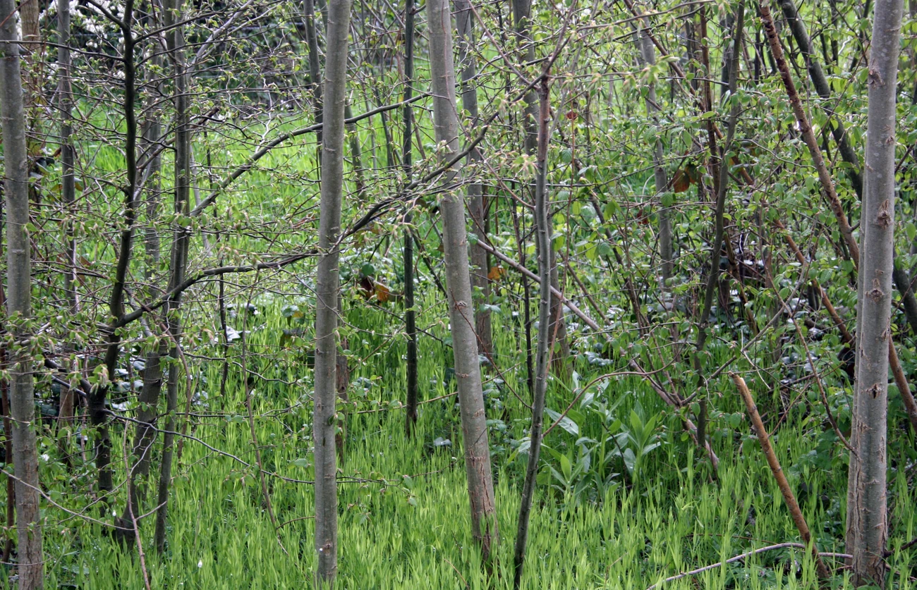 De jeunes arbres et une végétation foisonnante dans le jardin de Fanfare.